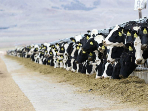 Nutrição e rentabilidade: conceitos e seus impactos na produção leiteira